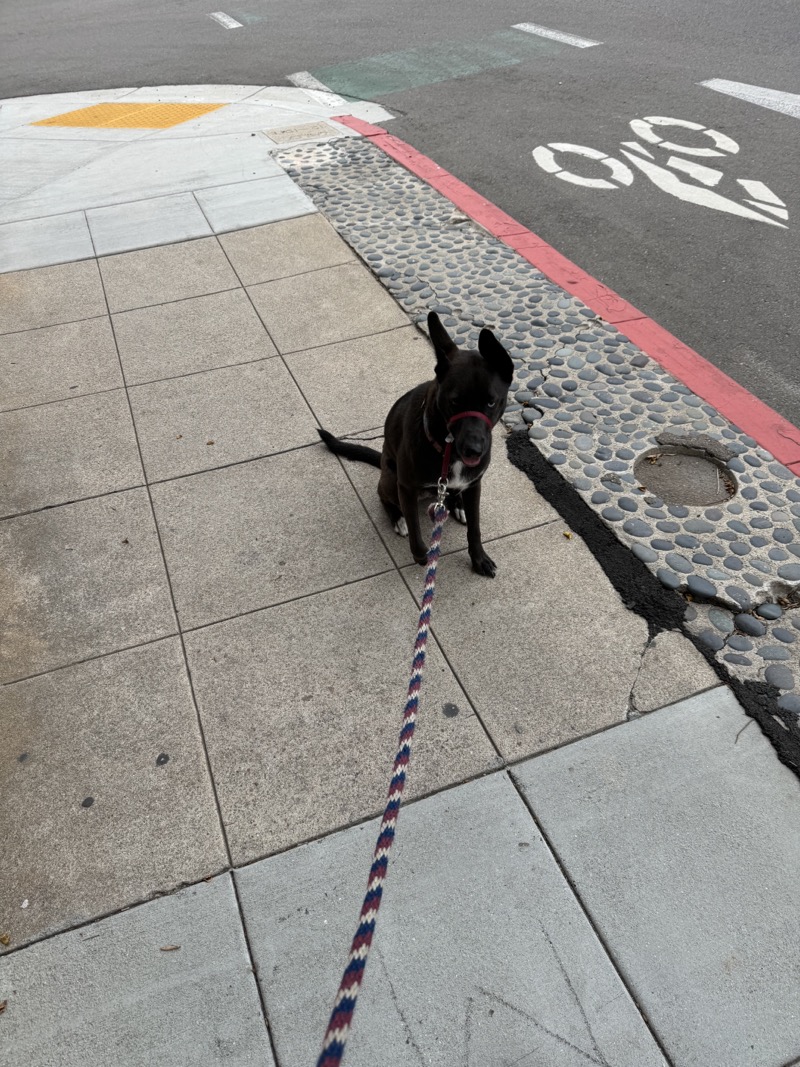 A picture of a black dog named Bowie sitting, taken on July 7 2024 at 7:34 am